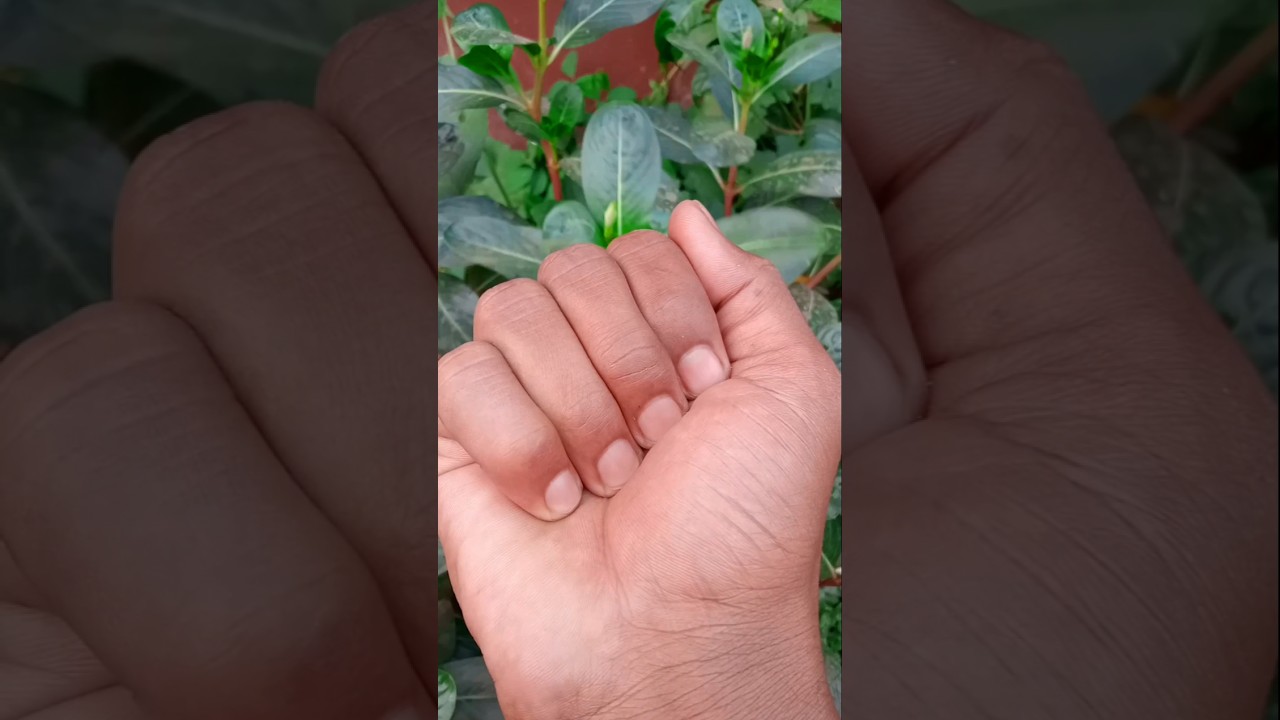 #pupa #jwildlifetv