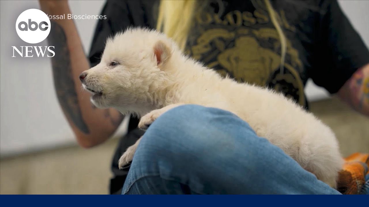 Scientists: Dire wolf brought back from extinction after 13,000 years