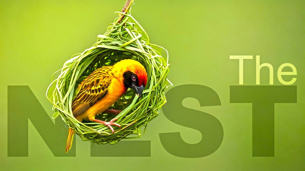 Avian Engineering: A Journey into Bird Nesting (EP 01)