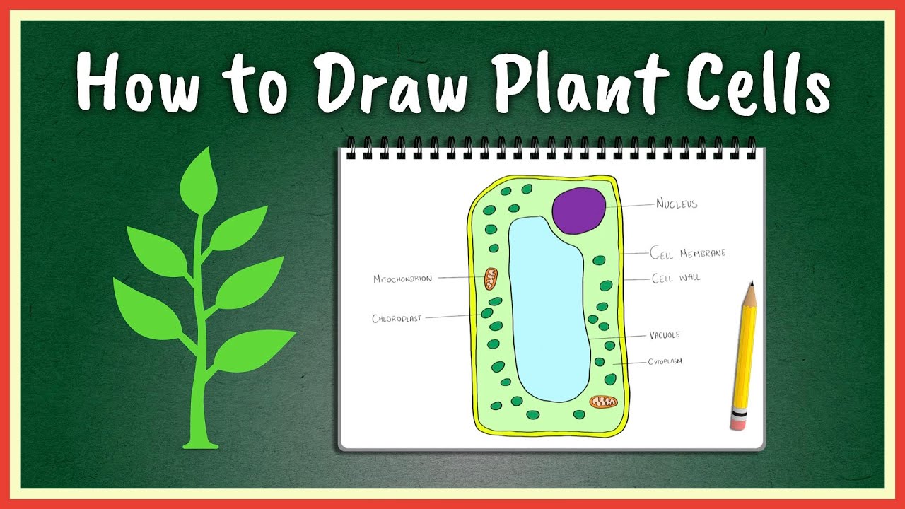 How to Draw Plant Cells
