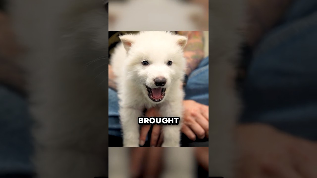 How The Dire Wolf Was Brought Back From Extinction 🤯