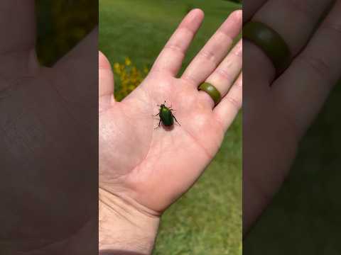Green June Beetles Swarming! #junebug #greenjunebug #conservation #insects