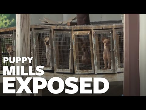 The cruel reality of puppy mills