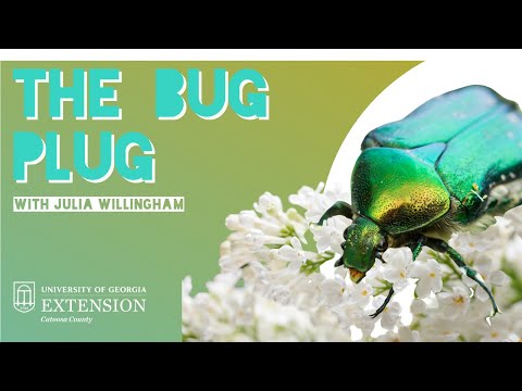 All about GREEN JUNE BUGS on The Bug Plug!