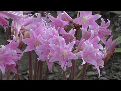Naked Lady Flowers-Belladonna lily-Amaryllis Belladonna in my garden-part 2