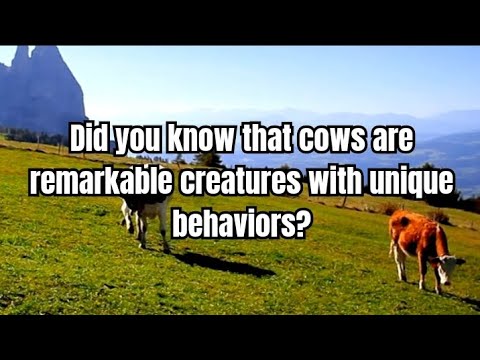 The Fascinating World of Cows: Sleep Standing Up!