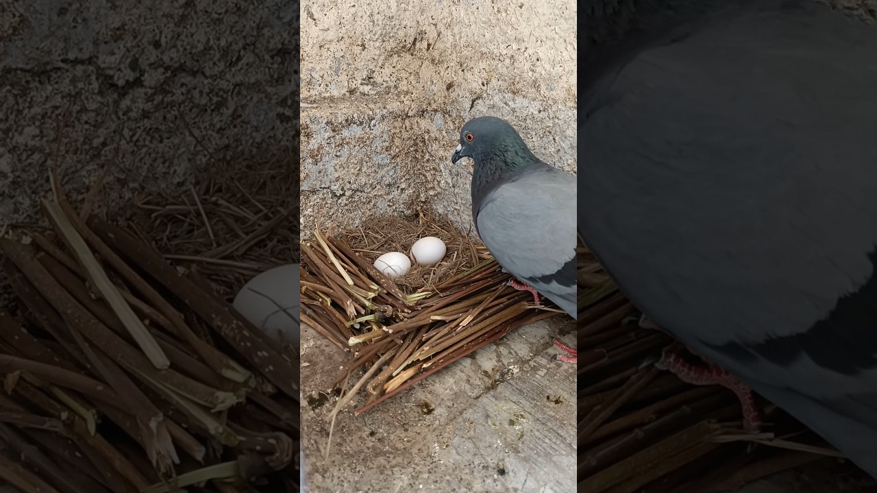 Making Bird's Nest ASMR #pigeon #birds #shorts