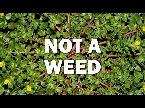 Purslane Is Not A Weed And It Could Save Your Life! Best Salad Recipe!
