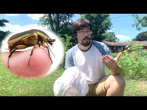 Is the Green June Beetle a Garden Pest?