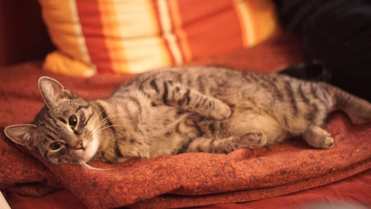 Cat posing for Hustler Magazine