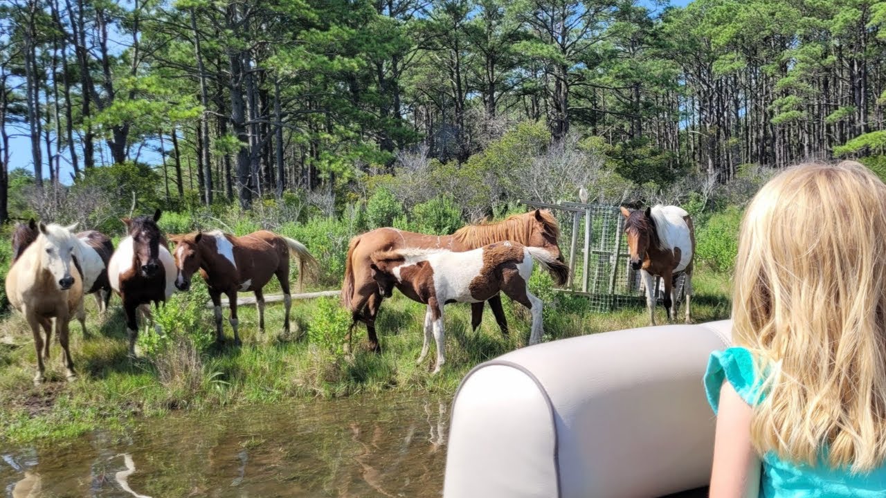 Adventures in Chincoteague - Things to do in Chincoteague, VA