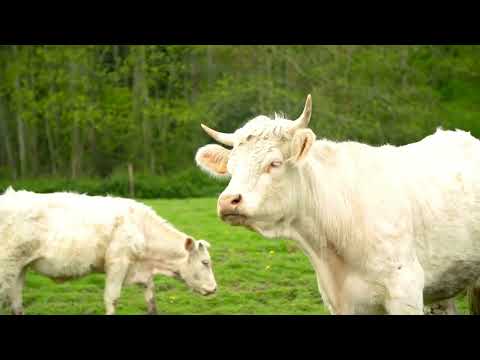 The Surprising Reason Cows Sleep Standing Up