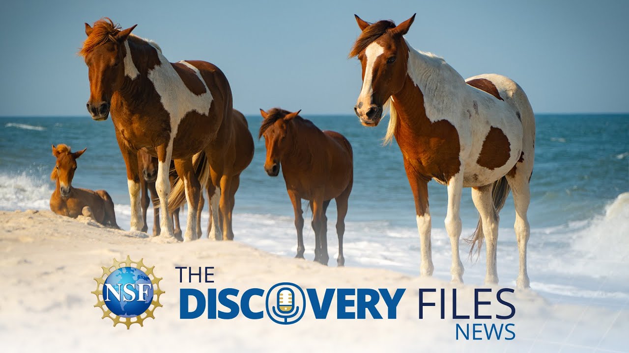 Origins REVEALED! Chincoteague Ponies #science #news #horses