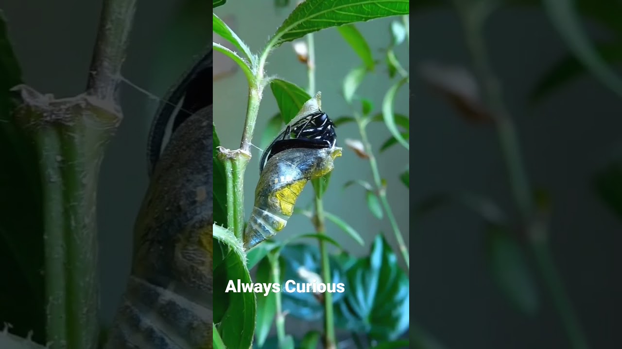 Transformation of pupa into butterfly.