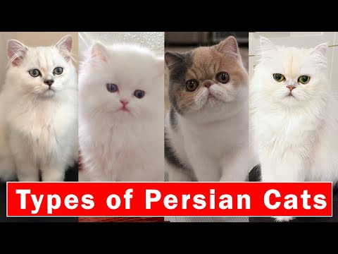 Top 5 Stunning types of Persian Cats | Persian cats breeds 2024