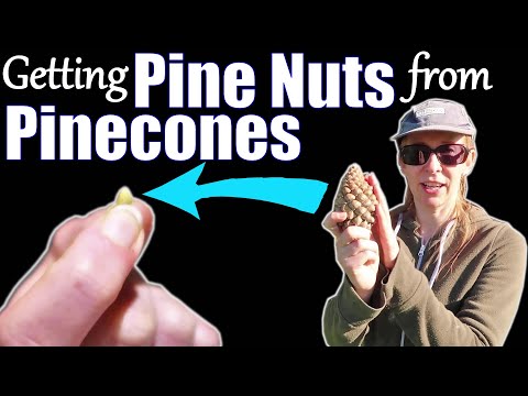 How to get Pine Nuts from Pinecones