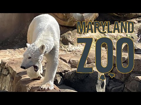 Maryland Zoo Tour & Review with The Legend