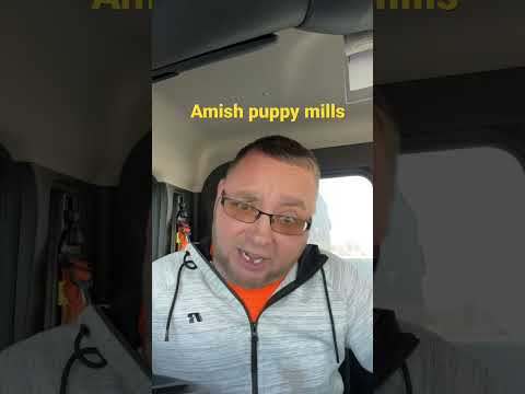 Amish puppy mills are real, but the Amish don’t view that as being wrong ￼￼