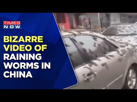Bizarre Video Of Raining Worms In China's Beijing Went Viral, Slimy Creature Falling From The Sky