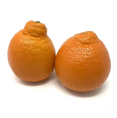 Fresh Minneola TangeloHoneybell Oranges   lbs
