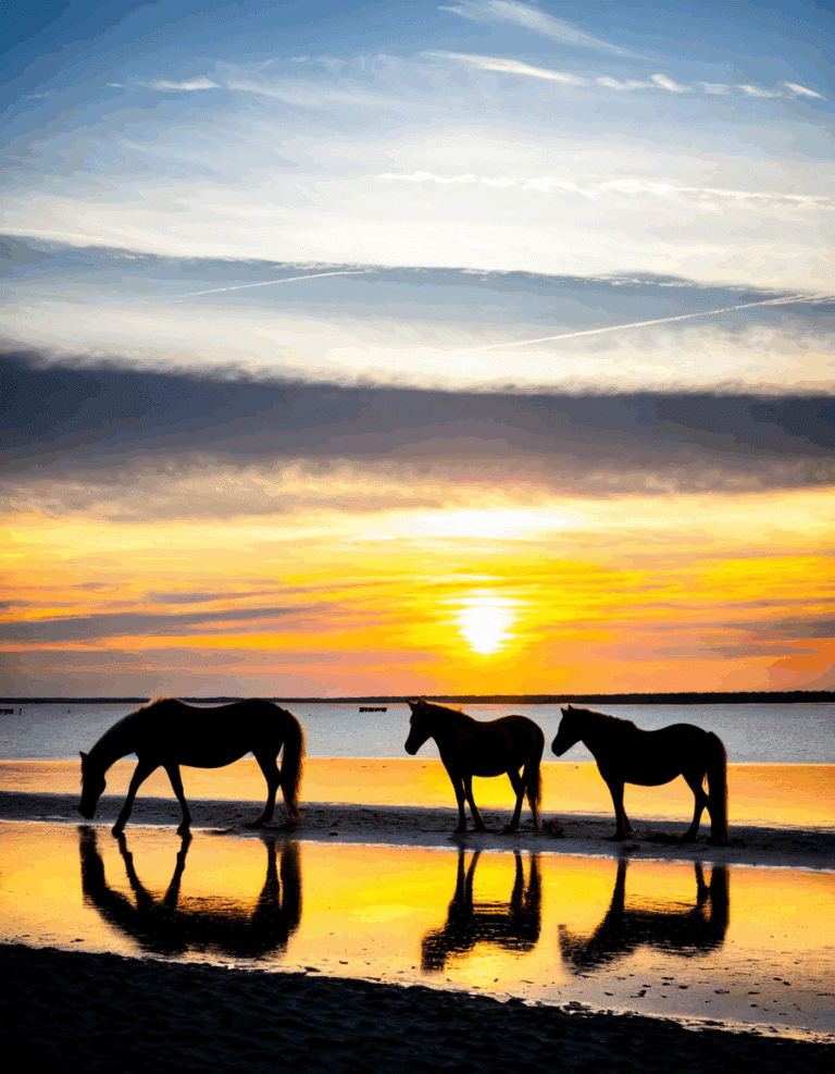 chincoteague