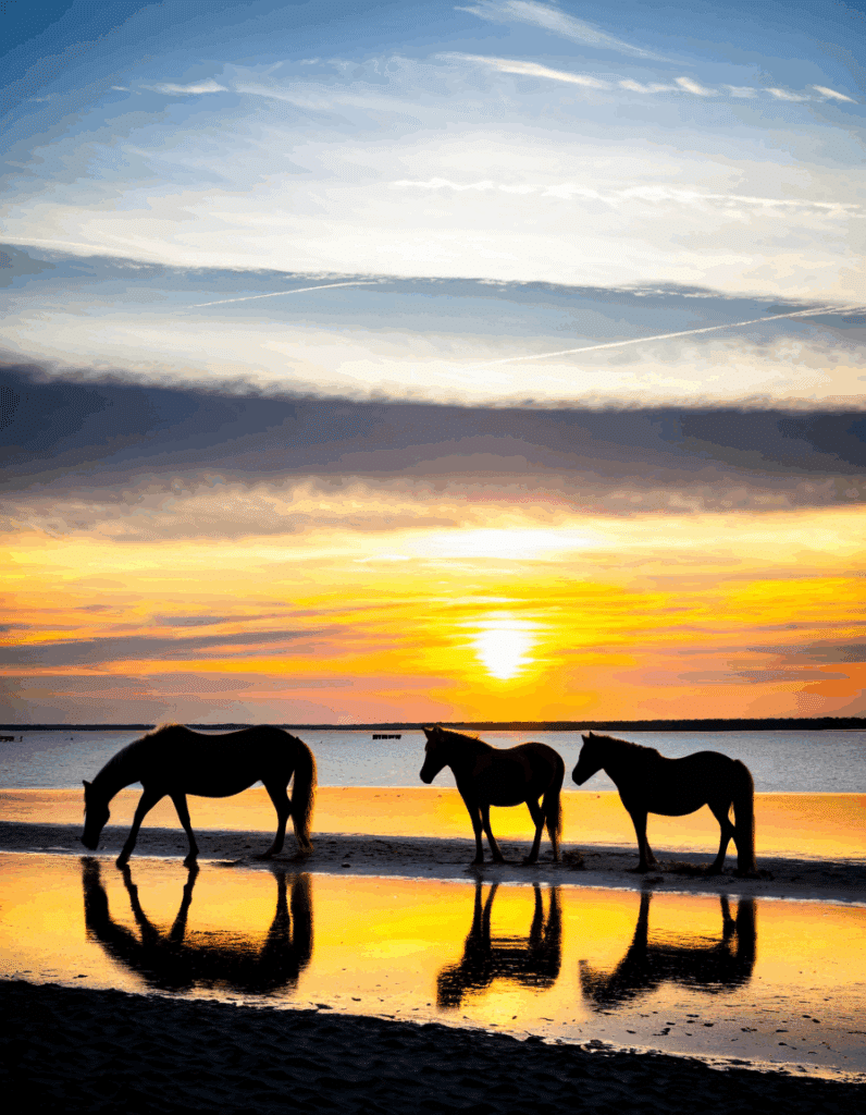 chincoteague